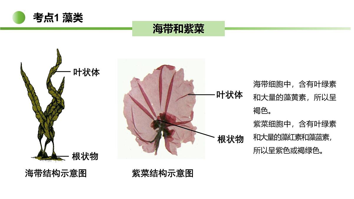 藻类与植物类群（5大考点）2025学年七年级生物下学期期末考点大串讲苏科版课件第4页