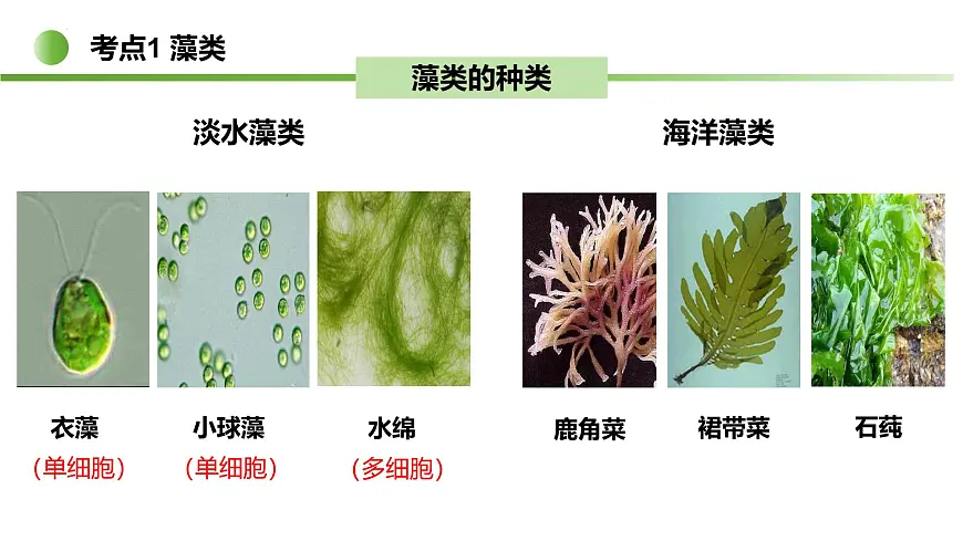 藻类与植物类群（5大考点）2025学年七年级生物下学期期末考点大串讲苏科版课件第5页