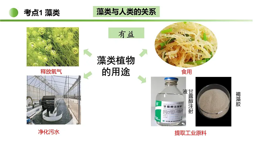 藻类与植物类群（5大考点）2025学年七年级生物下学期期末考点大串讲苏科版课件第7页
