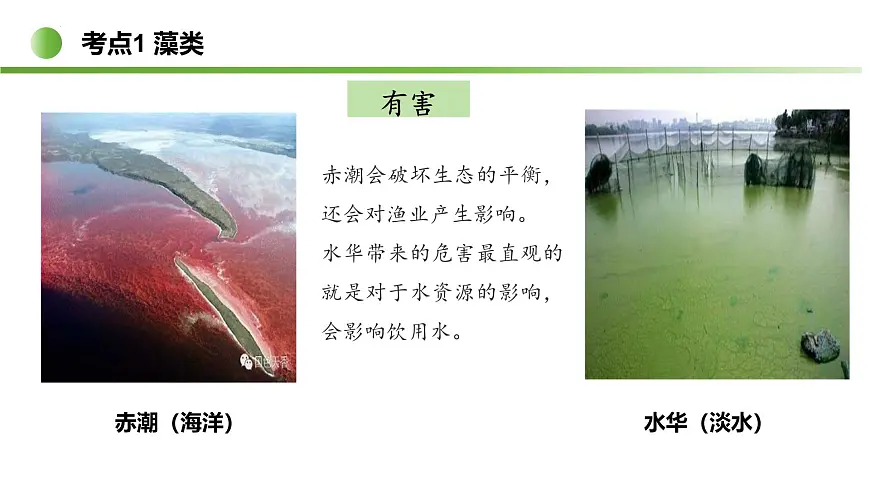 藻类与植物类群（5大考点）2025学年七年级生物下学期期末考点大串讲苏科版课件第8页