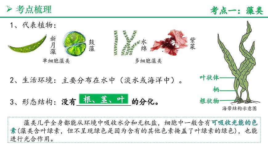 藻类与植物的类群（4大考点+要点速记+真题检测）2025学年七年级生物上学期期末考点大串讲人教版课件第3页