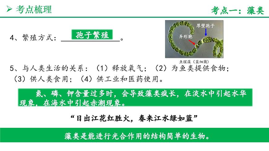 藻类与植物的类群（4大考点+要点速记+真题检测）2025学年七年级生物上学期期末考点大串讲人教版课件第4页