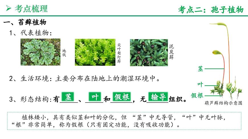 藻类与植物的类群（4大考点+要点速记+真题检测）2025学年七年级生物上学期期末考点大串讲人教版课件第5页