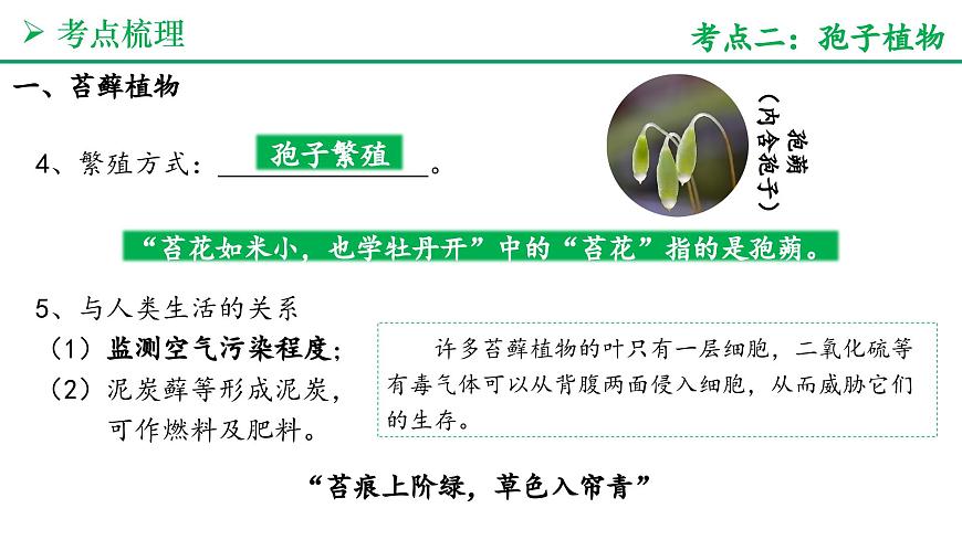 藻类与植物的类群（4大考点+要点速记+真题检测）2025学年七年级生物上学期期末考点大串讲人教版课件第6页