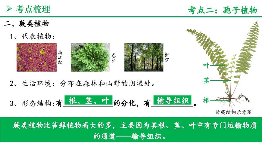 藻类与植物的类群（4大考点+要点速记+真题检测）2025学年七年级生物上学期期末考点大串讲人教版课件第7页
