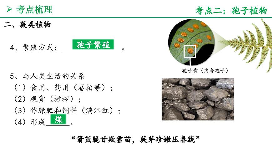 藻类与植物的类群（4大考点+要点速记+真题检测）2025学年七年级生物上学期期末考点大串讲人教版课件第8页