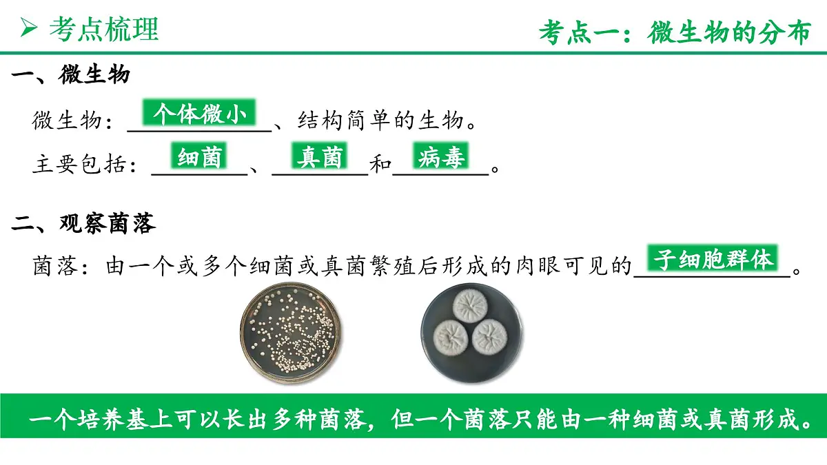 微生物的类群（5大考点+要点速记+真题检测）2025学年七年级生物上学期期末考点大串讲人教版课件第3页