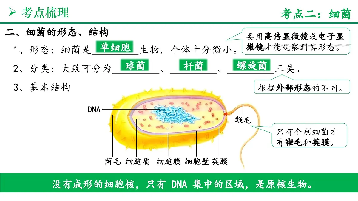 微生物的类群（5大考点+要点速记+真题检测）2025学年七年级生物上学期期末考点大串讲人教版课件第7页