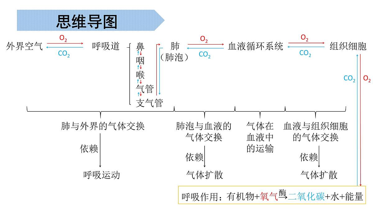 生物的呼吸和排泄（串讲课件）-2024-2025学年七年级生物下学期期末考点大串讲北京版课件第4页