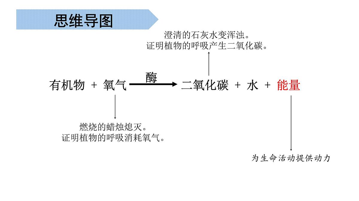 生物的呼吸和排泄（串讲课件）-2024-2025学年七年级生物下学期期末考点大串讲北京版课件第5页