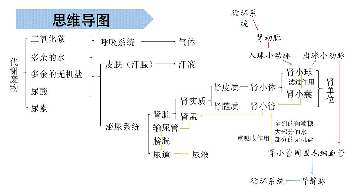 生物的呼吸和排泄（串讲课件）-2024-2025学年七年级生物下学期期末考点大串讲北京版课件第6页