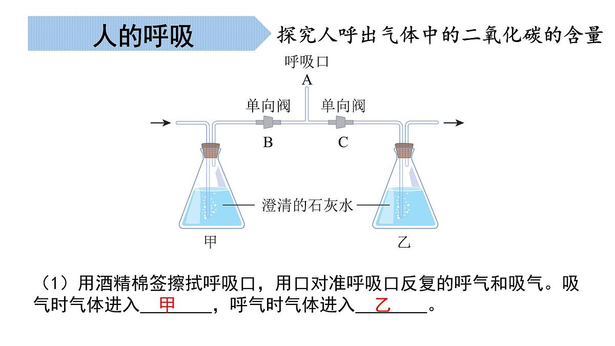 生物的呼吸和排泄（串讲课件）-2024-2025学年七年级生物下学期期末考点大串讲北京版课件第7页