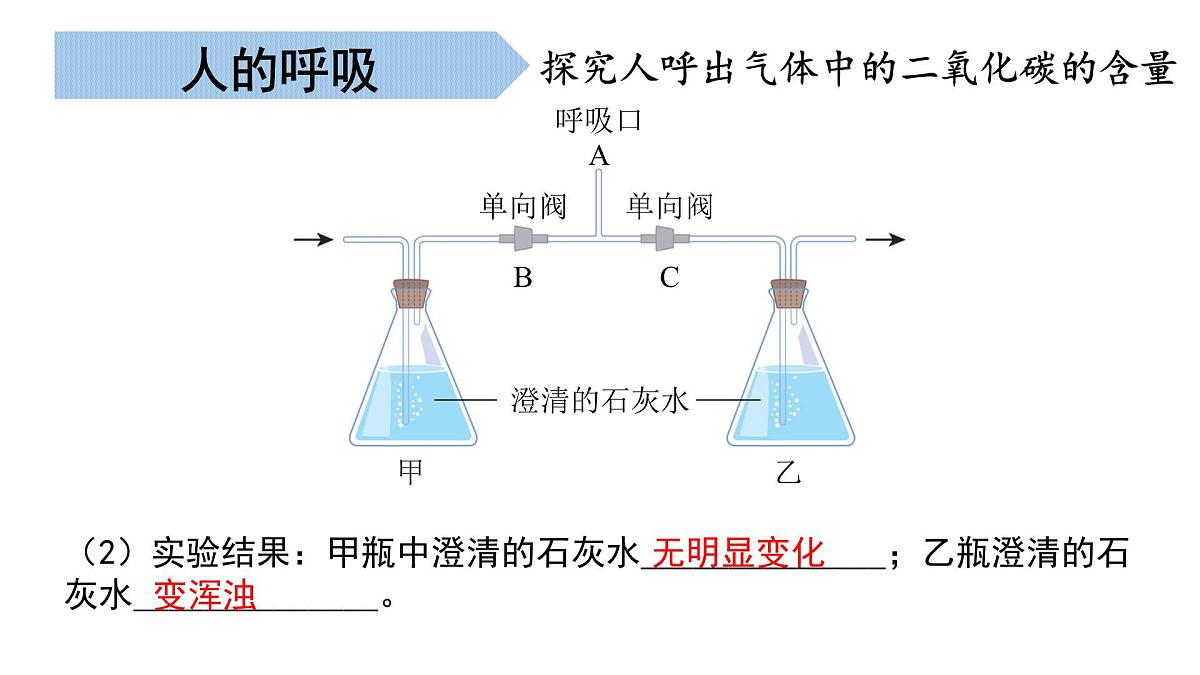 生物的呼吸和排泄（串讲课件）-2024-2025学年七年级生物下学期期末考点大串讲北京版课件第8页