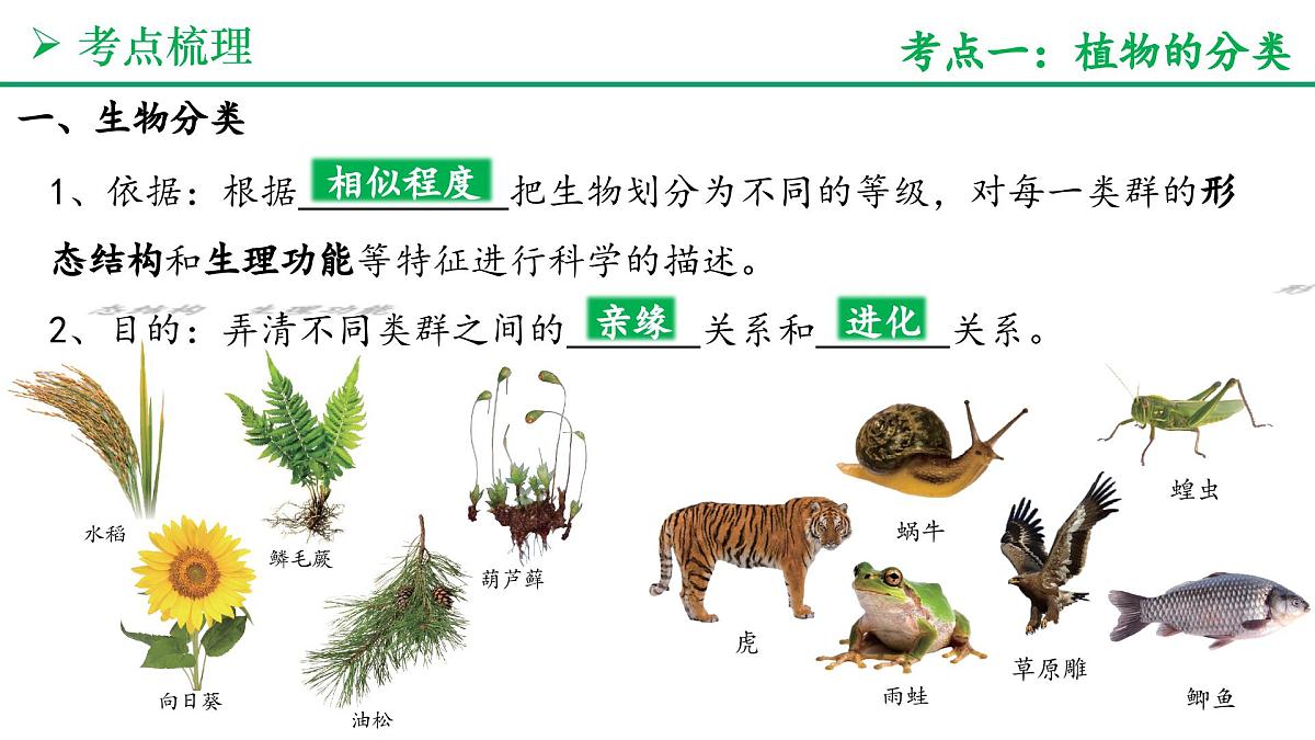 生物的分类方法（4大考点+要点速记+真题检测）2025学年七年级生物上学期期末考点大串讲人教版课件第3页