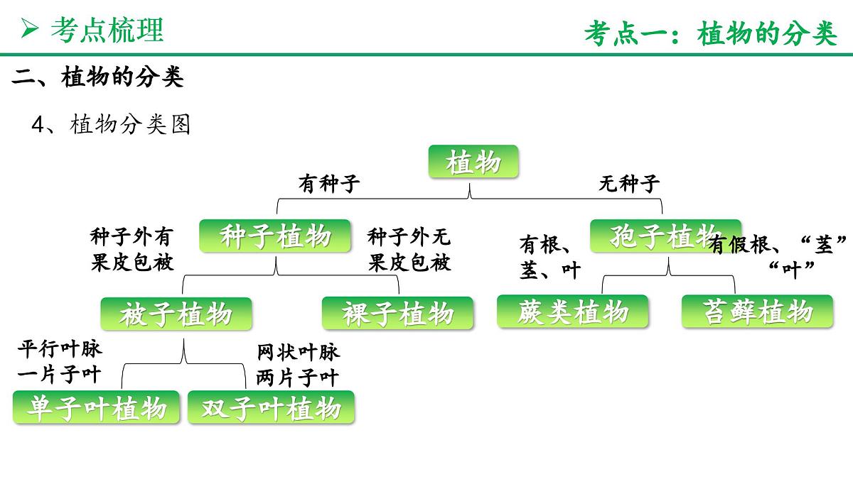 生物的分类方法（4大考点+要点速记+真题检测）2025学年七年级生物上学期期末考点大串讲人教版课件第6页