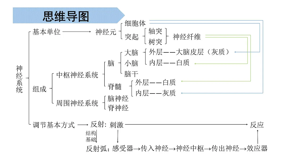生命活动的调节 2025学年七年级生物下学期期末考点大串讲（北京版2024）课件第3页