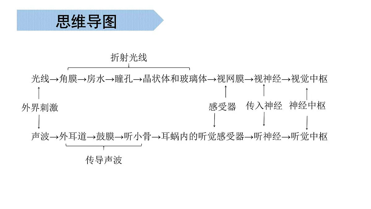 生命活动的调节 2025学年七年级生物下学期期末考点大串讲（北京版2024）课件第4页