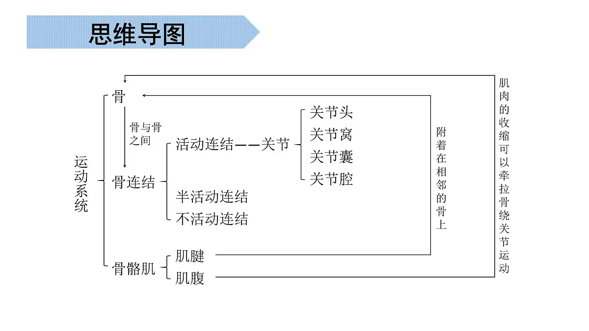生命活动的调节 2025学年七年级生物下学期期末考点大串讲（北京版2024）课件第5页