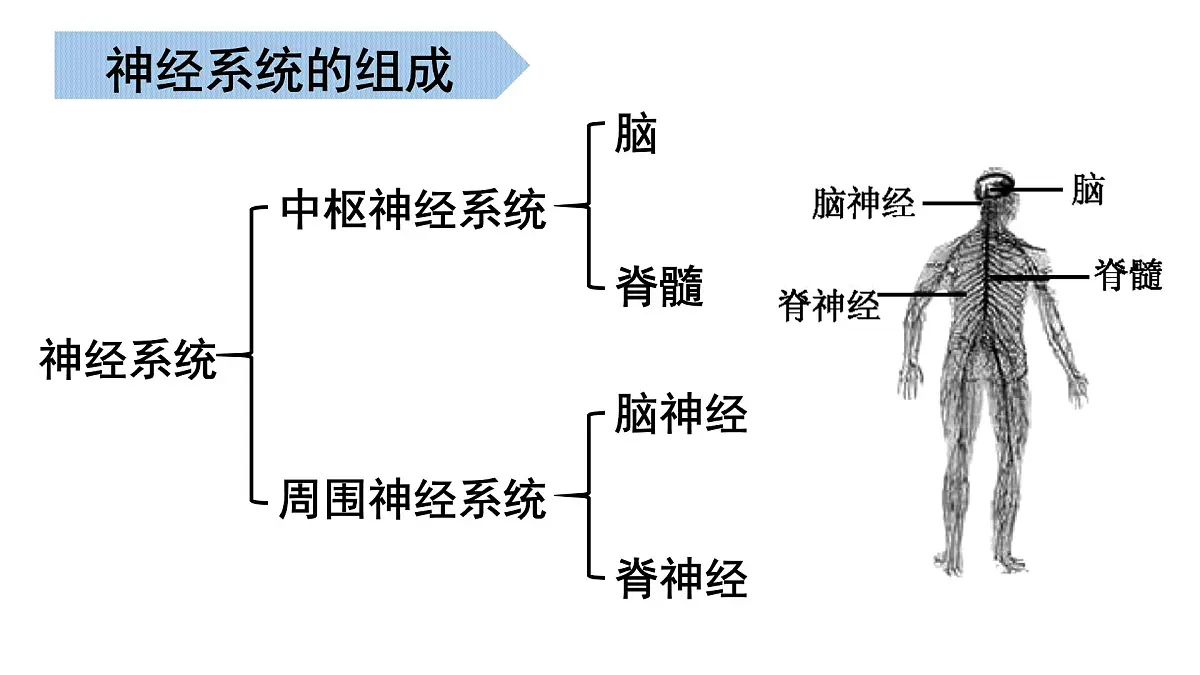 生命活动的调节 2025学年七年级生物下学期期末考点大串讲（北京版2024）课件第6页
