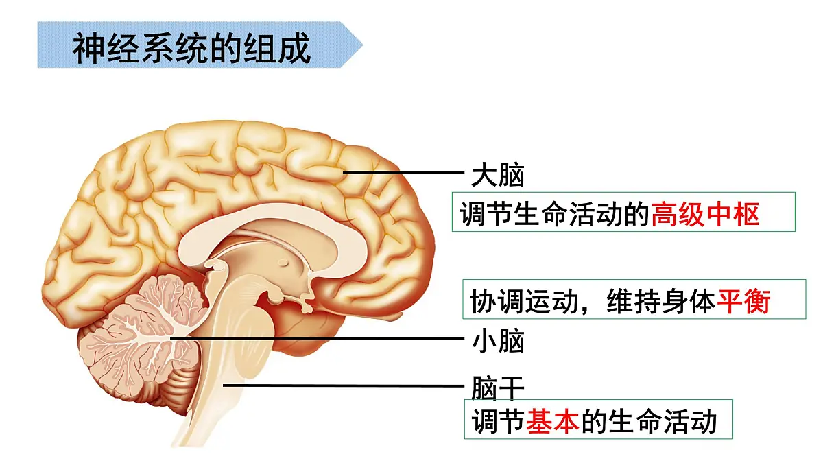 生命活动的调节 2025学年七年级生物下学期期末考点大串讲（北京版2024）课件第7页