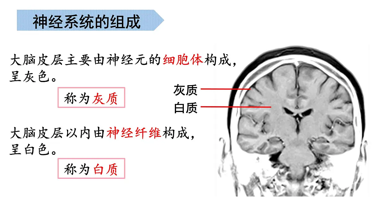 生命活动的调节 2025学年七年级生物下学期期末考点大串讲（北京版2024）课件第8页