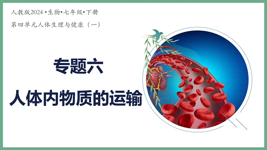 人体内物质的运输（3大考点）2025学年七年级生物下学期期末考点大串讲人教版课件第1页