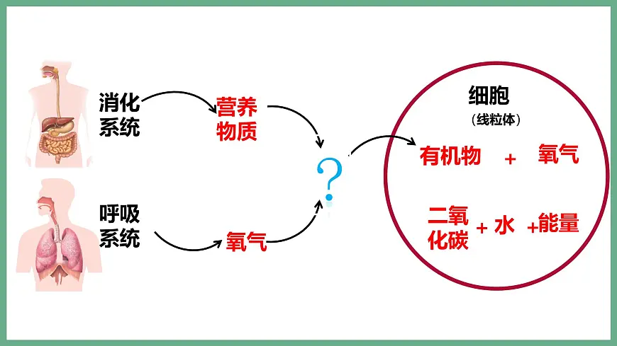 人体内物质的运输（3大考点）2025学年七年级生物下学期期末考点大串讲人教版课件第2页