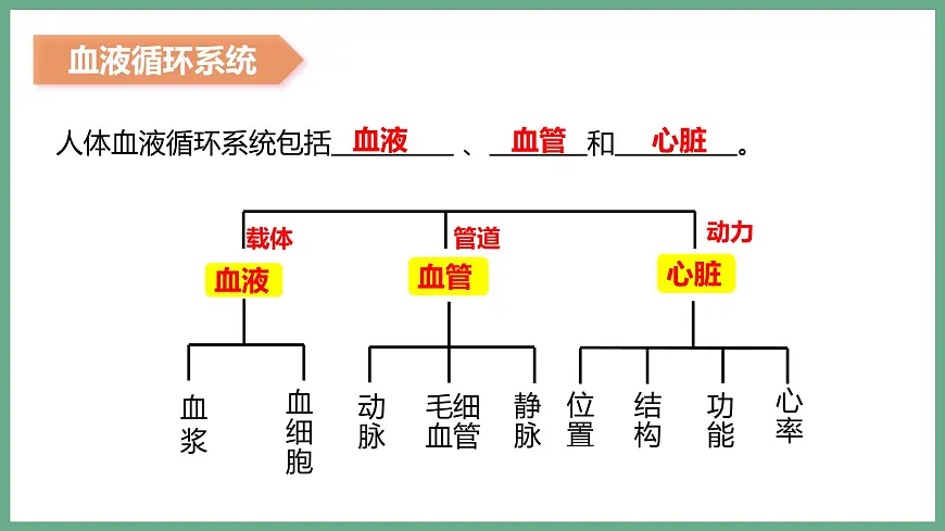 人体内物质的运输（3大考点）2025学年七年级生物下学期期末考点大串讲人教版课件第3页