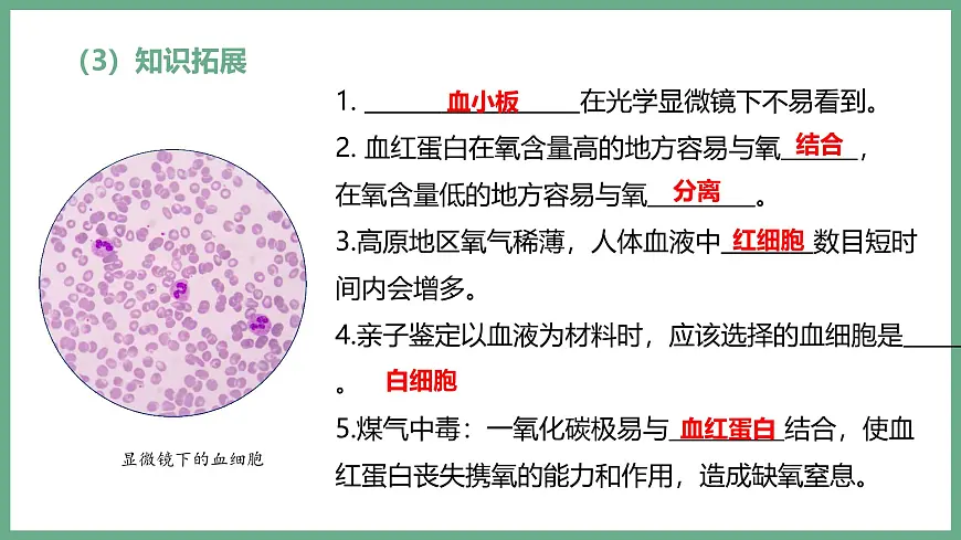 人体内物质的运输（3大考点）2025学年七年级生物下学期期末考点大串讲人教版课件第7页