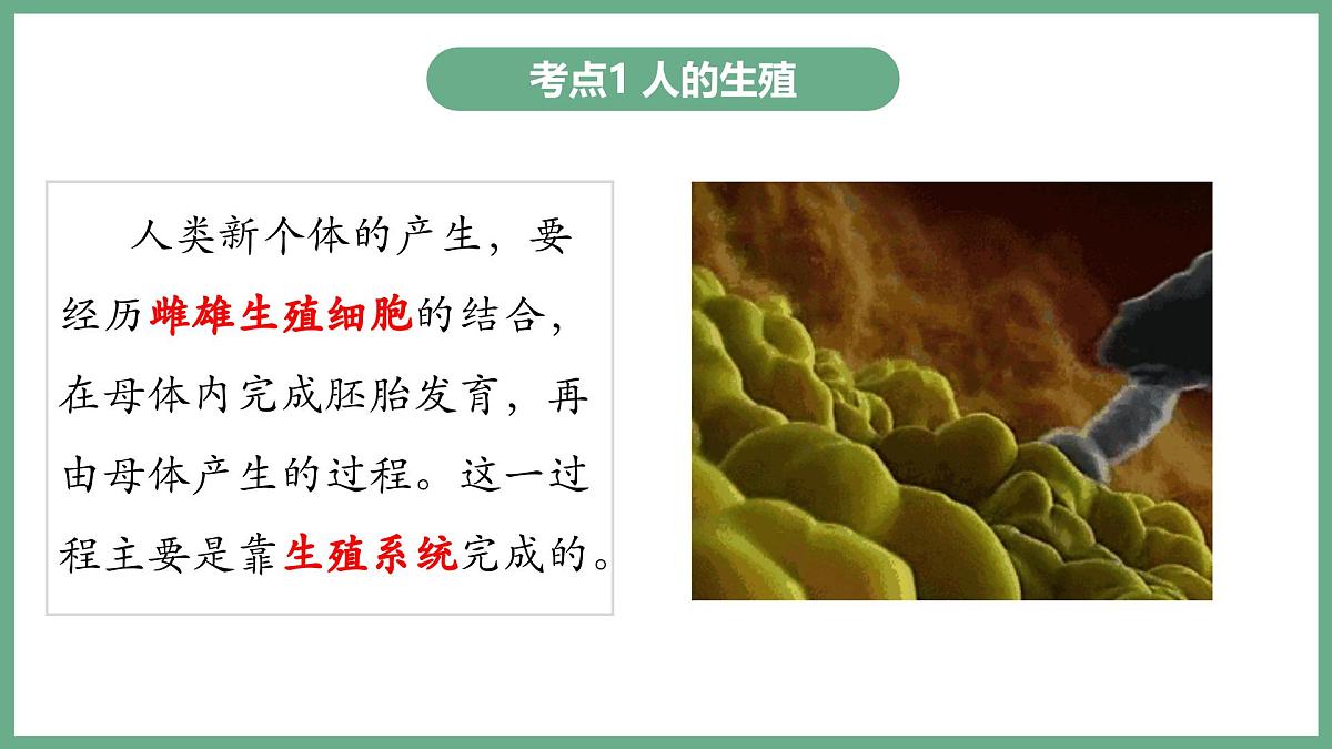 人的生殖和发育（2大考点）2025学年七年级生物下学期期末考点大串讲人教版课件第2页