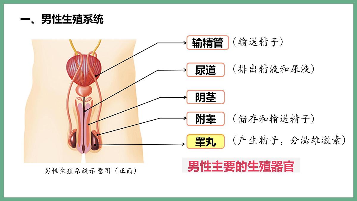 人的生殖和发育（2大考点）2025学年七年级生物下学期期末考点大串讲人教版课件第3页
