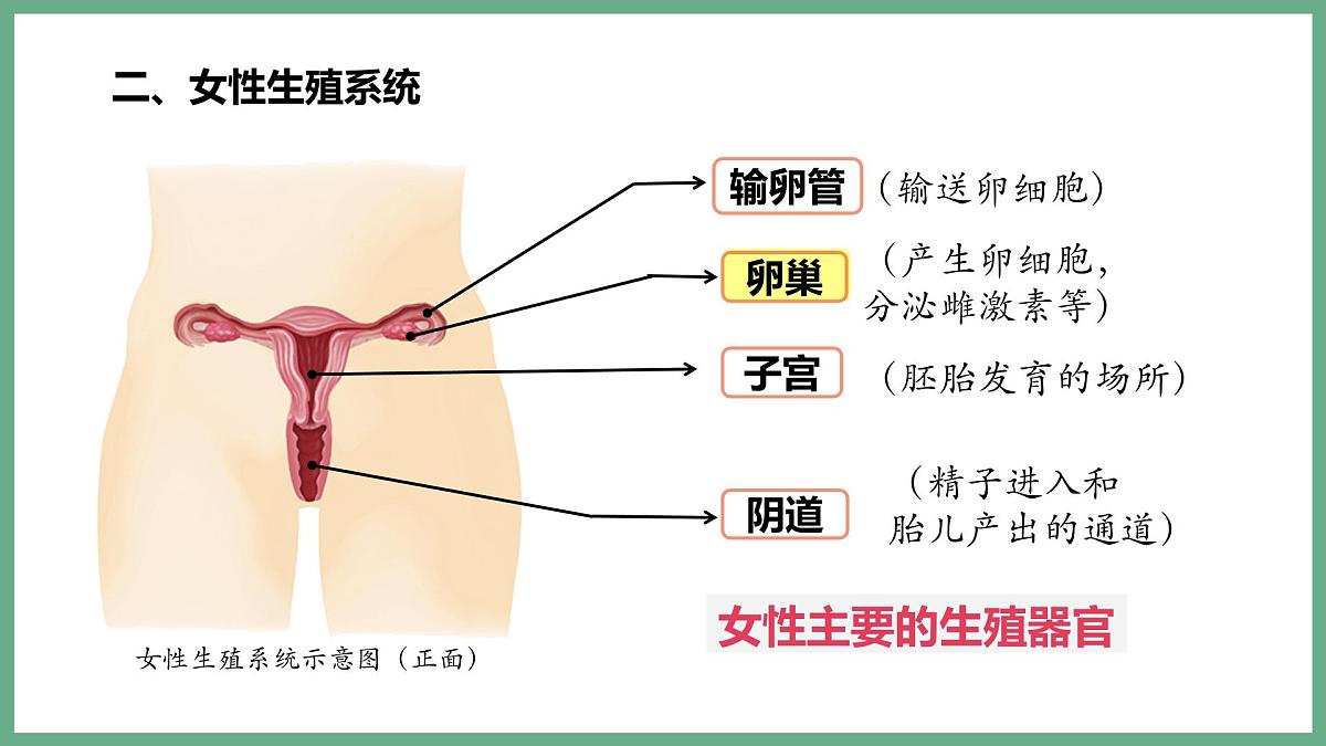 人的生殖和发育（2大考点）2025学年七年级生物下学期期末考点大串讲人教版课件第4页