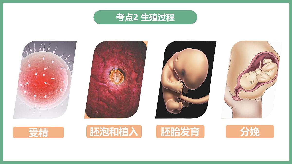 人的生殖和发育（2大考点）2025学年七年级生物下学期期末考点大串讲人教版课件第6页