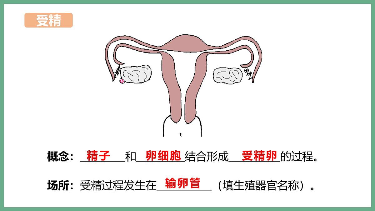 人的生殖和发育（2大考点）2025学年七年级生物下学期期末考点大串讲人教版课件第7页
