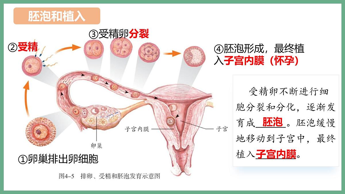 人的生殖和发育（2大考点）2025学年七年级生物下学期期末考点大串讲人教版课件第8页
