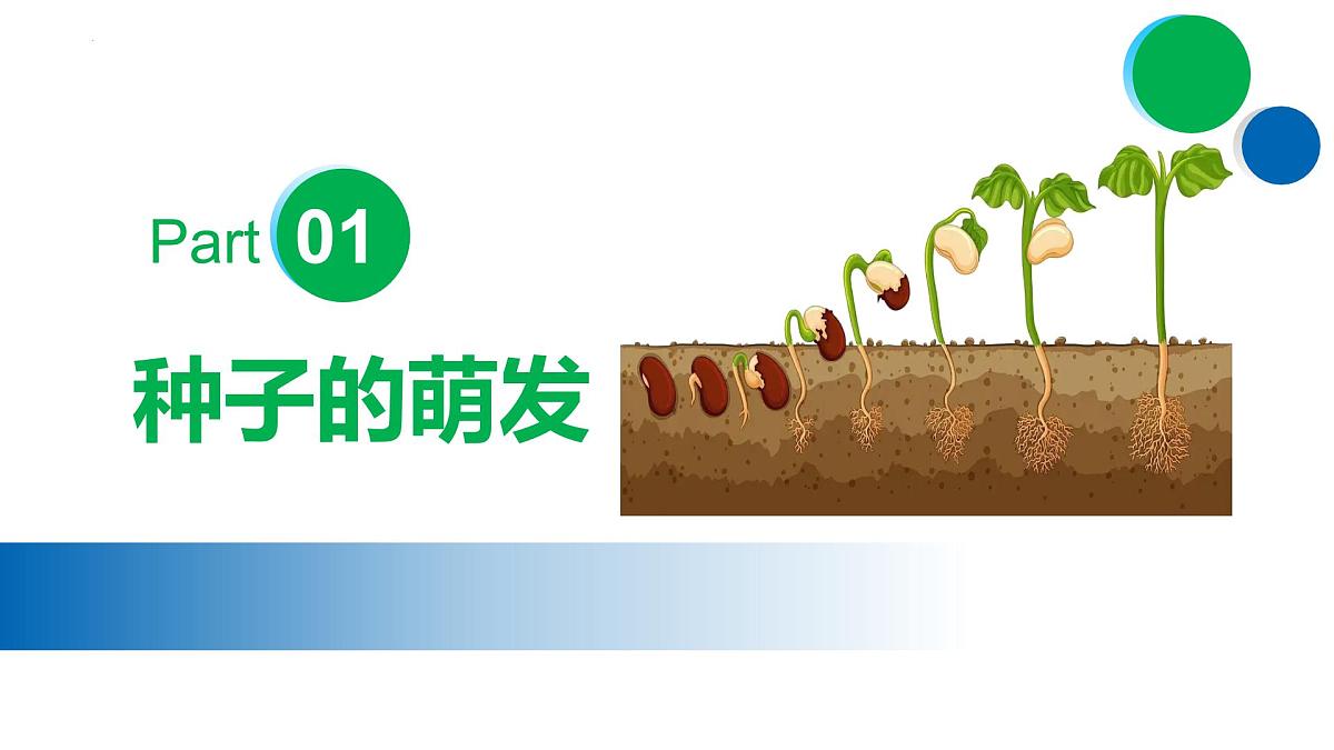 绿色开花植物的生命周期（复习课件）2025学年七年级生物下学期期末考点大串讲苏教版课件第4页