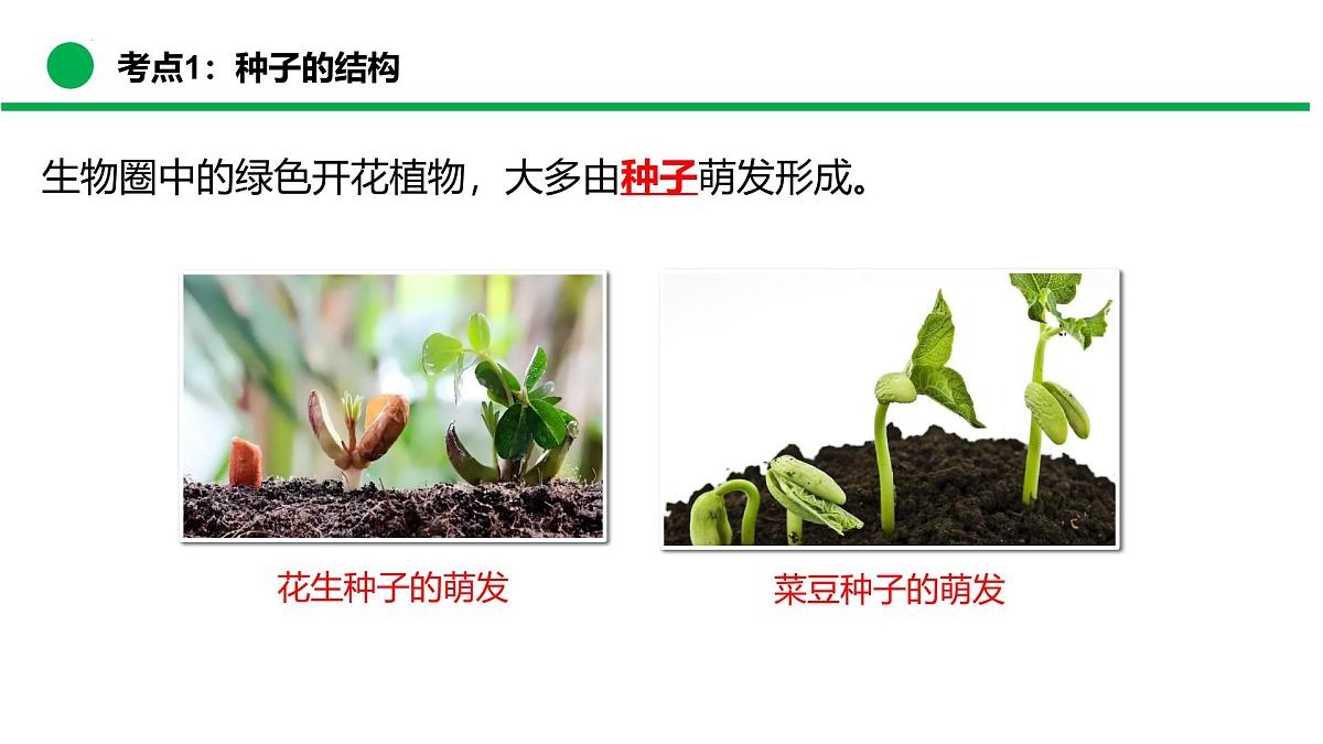 绿色开花植物的生命周期（复习课件）2025学年七年级生物下学期期末考点大串讲苏教版课件第5页