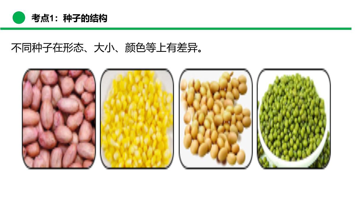 绿色开花植物的生命周期（复习课件）2025学年七年级生物下学期期末考点大串讲苏教版课件第6页