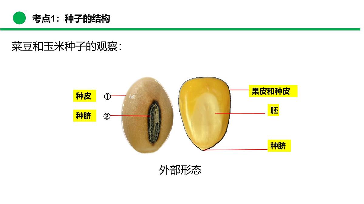 绿色开花植物的生命周期（复习课件）2025学年七年级生物下学期期末考点大串讲苏教版课件第7页