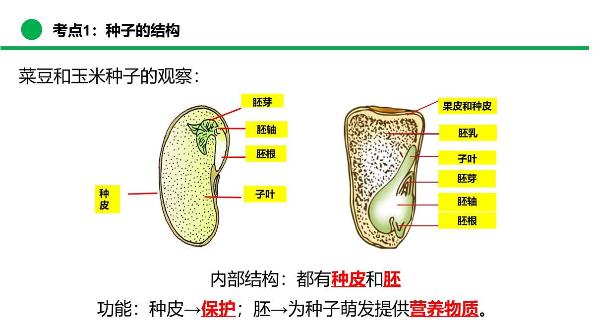 绿色开花植物的生命周期（复习课件）2025学年七年级生物下学期期末考点大串讲苏教版课件第8页