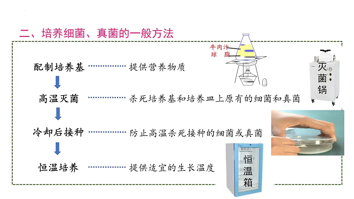 复习+生物圈中的微生物 2025学年七年级生物下学期期末考点大串讲（鲁科版五四学制）课件第5页
