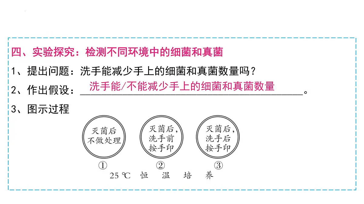 复习+生物圈中的微生物 2025学年七年级生物下学期期末考点大串讲（鲁科版五四学制）课件第7页