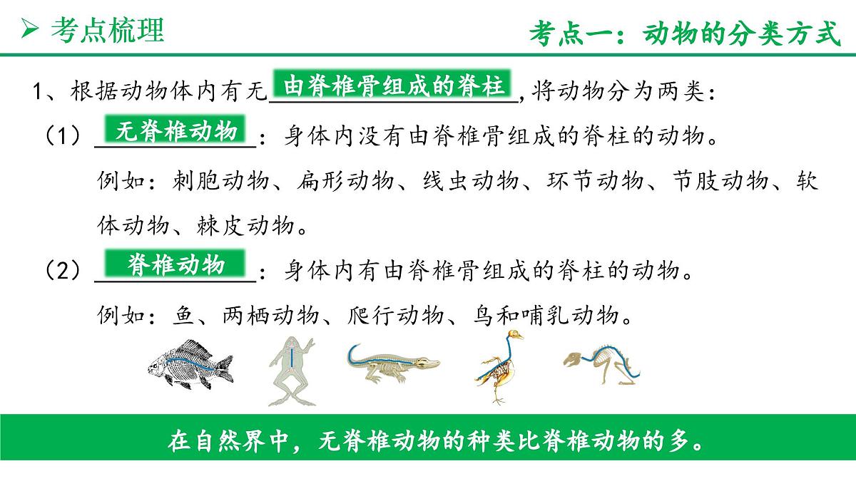 动物的类群（3大考点+要点速记+真题检测）2025学年七年级生物上学期期末考点大串讲人教版课件第3页