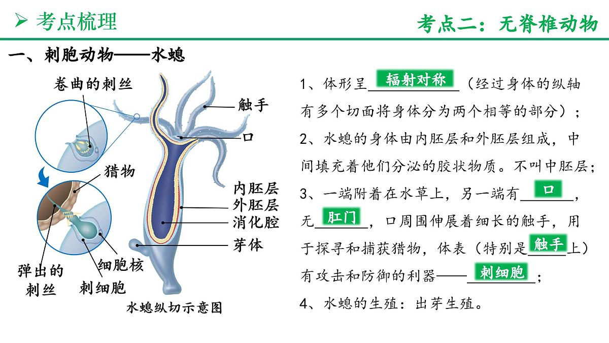 动物的类群（3大考点+要点速记+真题检测）2025学年七年级生物上学期期末考点大串讲人教版课件第7页