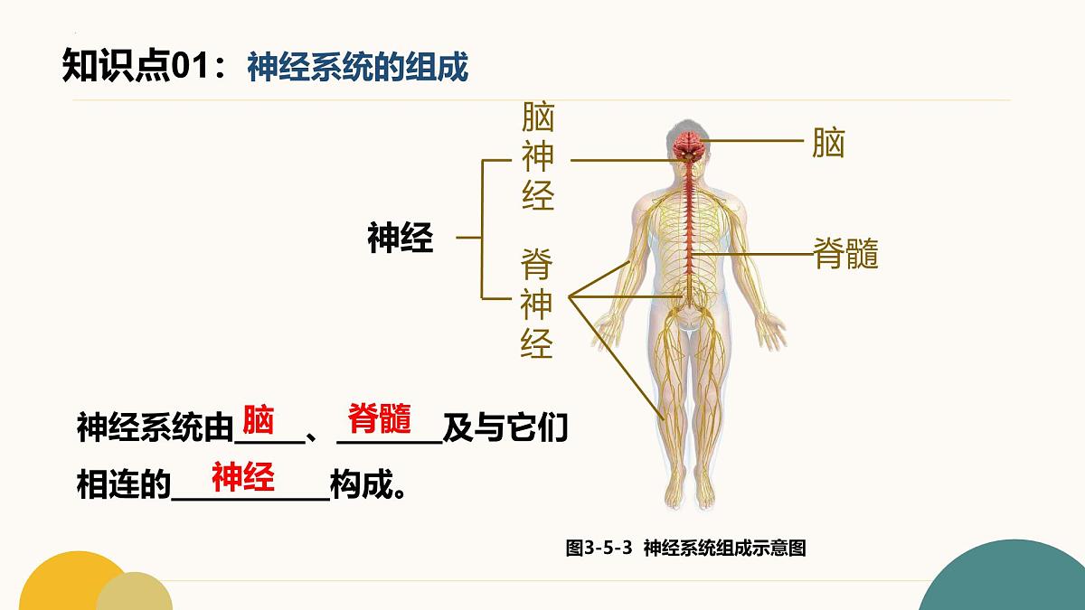 第五章+人体生命活动的调节（7大知识）2025学年七年级生物下学期期末考点大串讲冀少版课件第3页