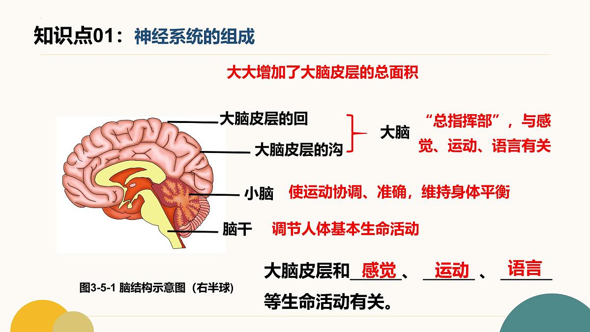 第五章+人体生命活动的调节（7大知识）2025学年七年级生物下学期期末考点大串讲冀少版课件第4页