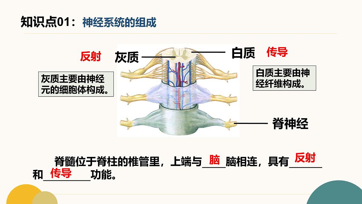 第五章+人体生命活动的调节（7大知识）2025学年七年级生物下学期期末考点大串讲冀少版课件第5页