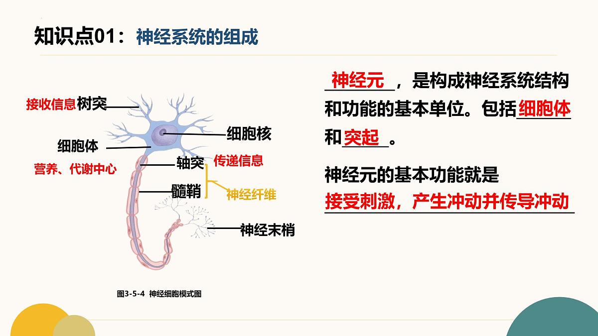 第五章+人体生命活动的调节（7大知识）2025学年七年级生物下学期期末考点大串讲冀少版课件第6页