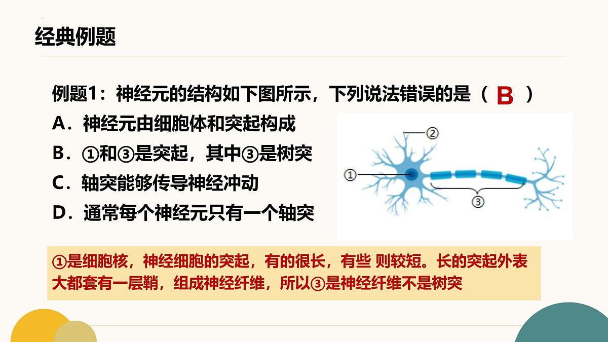 第五章+人体生命活动的调节（7大知识）2025学年七年级生物下学期期末考点大串讲冀少版课件第7页