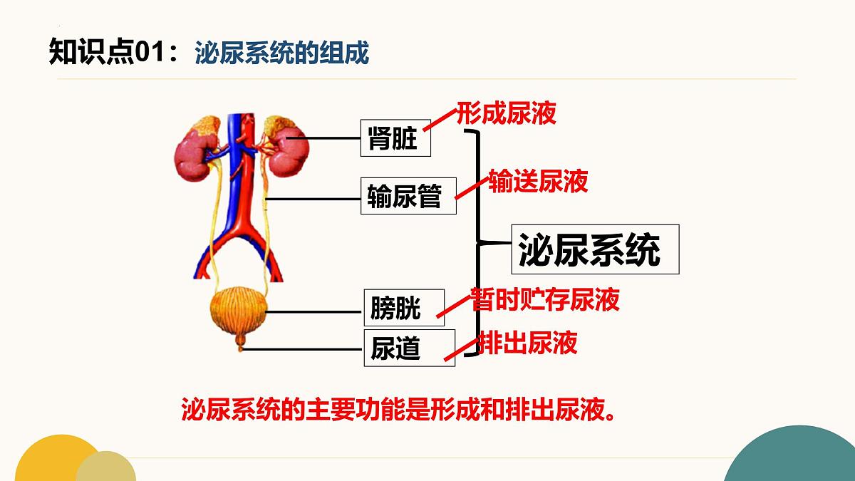 第四章+泌尿系统与废物排出（3大知识）-2025学年七年级生物下学期期末考点大串讲冀少版课件第3页